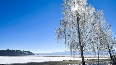 Winterliche Landschaft mit einem schneebedeckten Baum